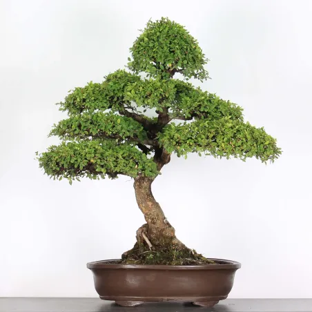 Bonsai Chinese Elm OR-3-7