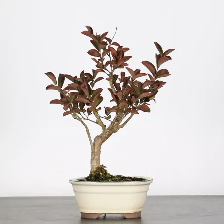 Bonsai Lagestroenia