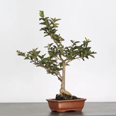 Bonsai Lagestroenia