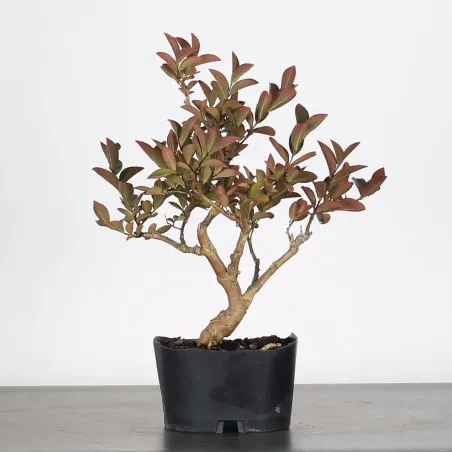 Bonsai Lagestroenia