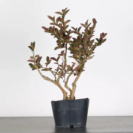 Bonsai Lagestroenia