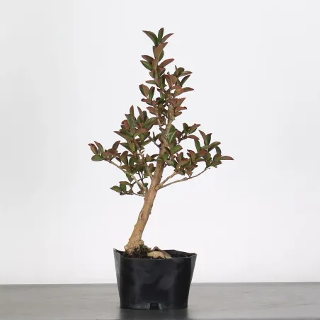 LAGERSTROEMIA 1-5