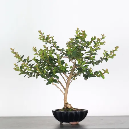 Bonsai Lagestroenia