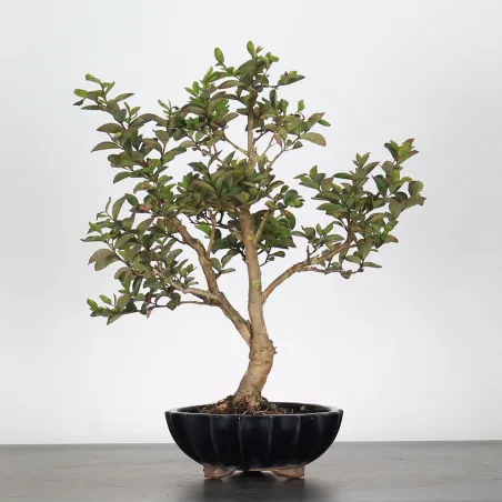 Bonsai Lagestroenia