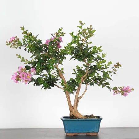 Bonsai Lagestroenia