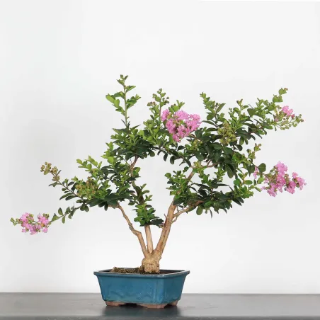 image supplémentaire - LAGERSTROEMIA 2-1