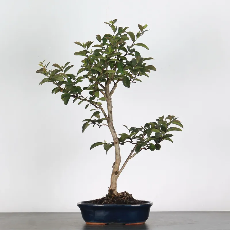 Bonsai Lagestroenia