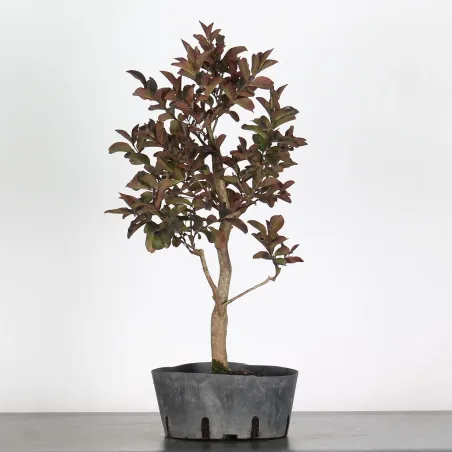 LAGERSTROEMIA 2-3