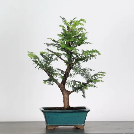 Bonsai MÉTASÉQUOIA ME-1-1