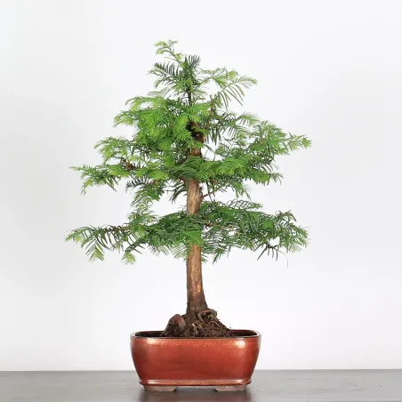 Bonsai MÉTASÉQUOIA ME-1-2