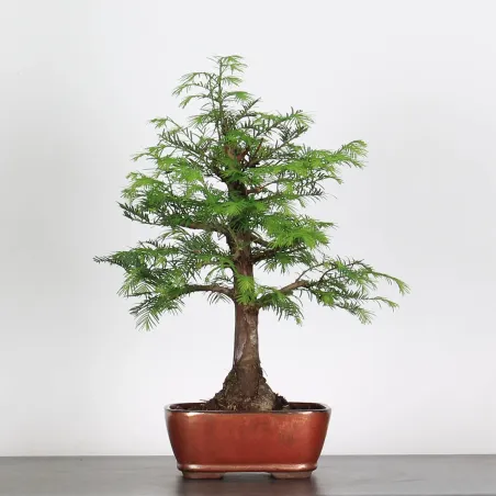 Bonsai MÉTASÉQUOIA ME-1-3