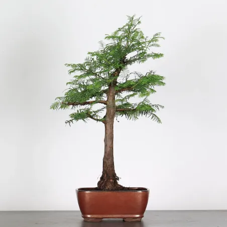 Bonsai METASEQUOIA ME-1-4