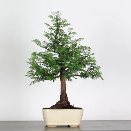 Bonsai MÉTASÉQUOIA ME-1-5