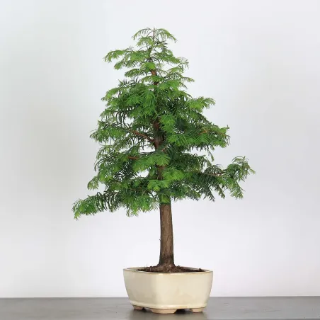 Bonsai METASEQUOIA ME-1-6