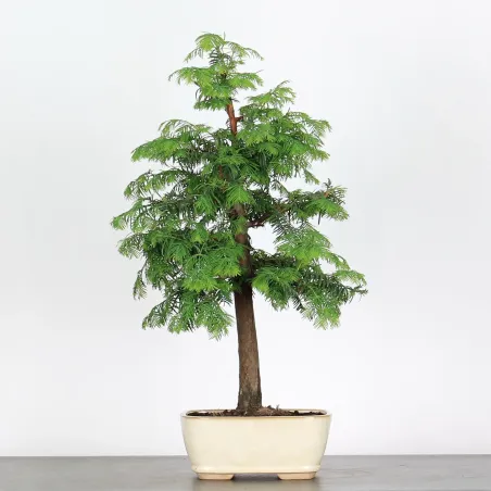 image supplémentaire - METASEQUOIA ME-1-6