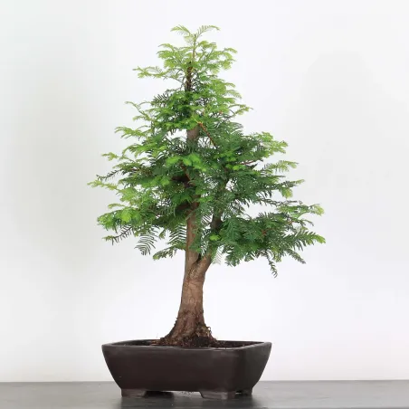 Bonsai METASEQUOIA ME-1-8