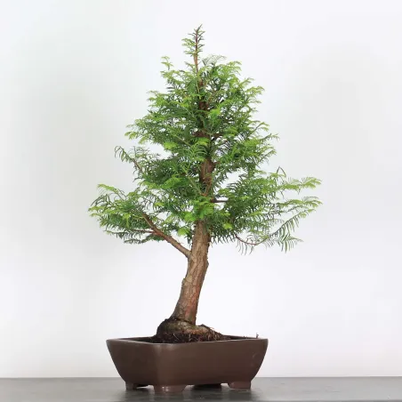 Bonsai METASEQUOIA ME-1-9