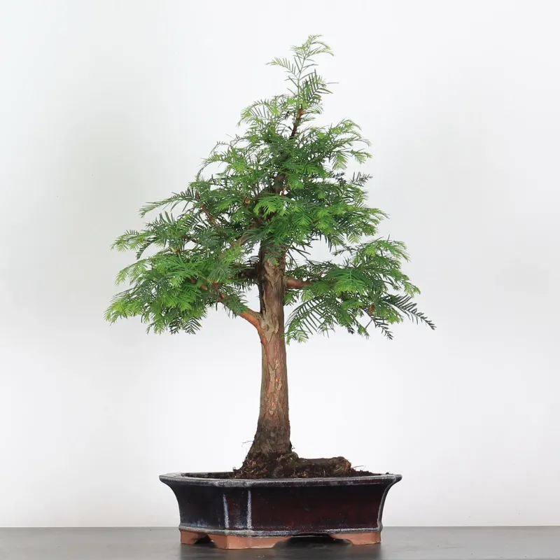 Bonsai METASEQUOIA ME-1-10