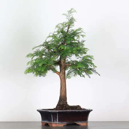 Bonsai METASEQUOIA ME-1-10