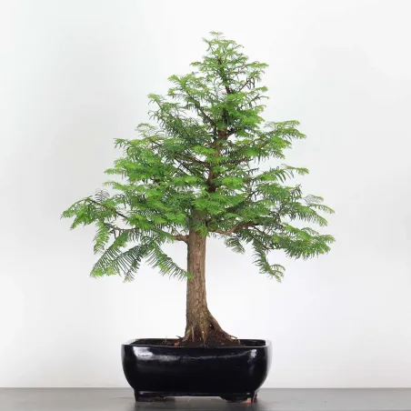 Bonsai Metasequoia ME-2-7