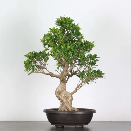 FICUS NITIDA FIN 2-1