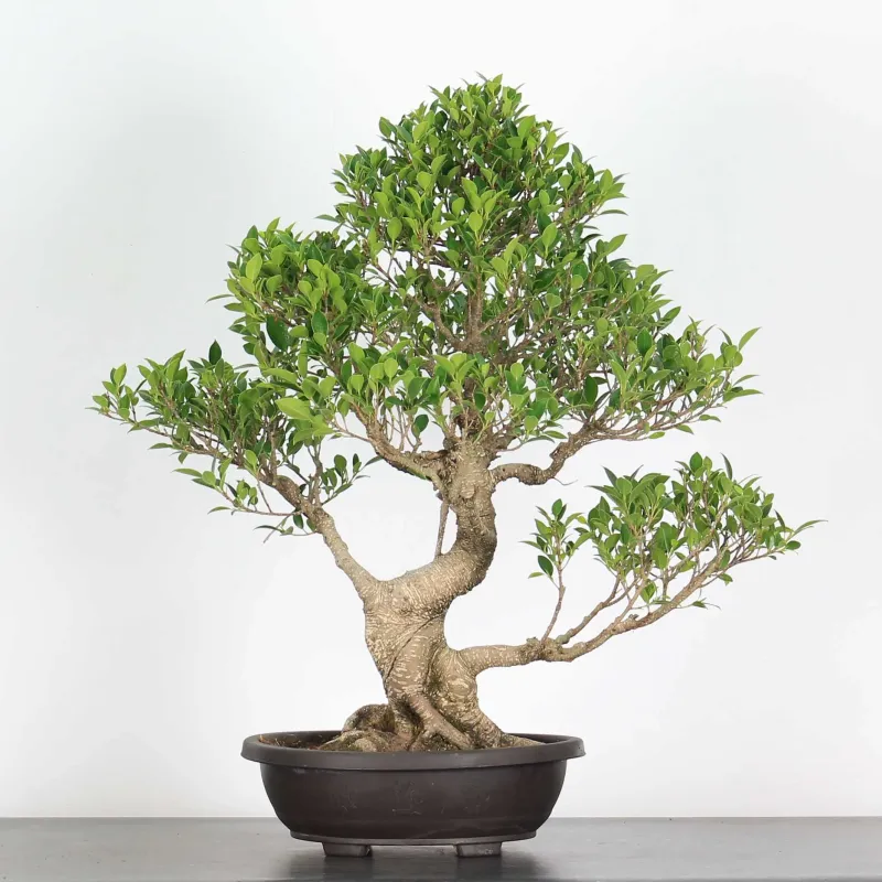 FICUS NITIDA FIN 2-4