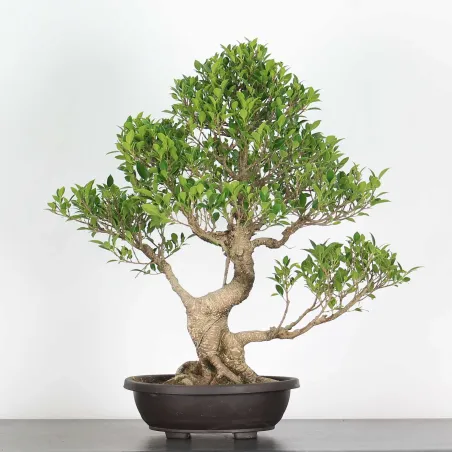 FICUS NITIDA FIN 2-4