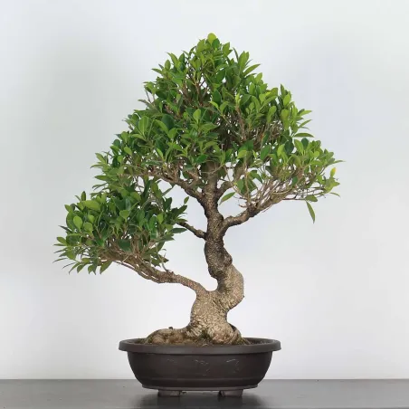 FICUS NITIDA FIN-2-5