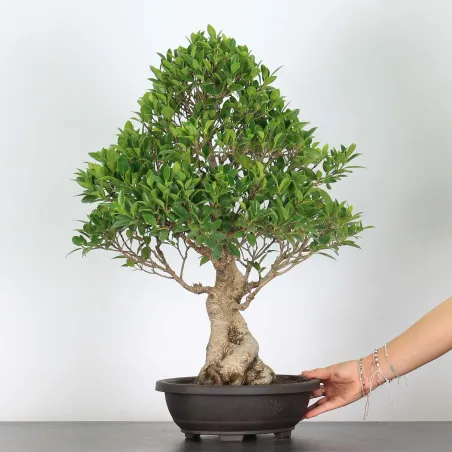 FICUS NITIDA FIN 2-6