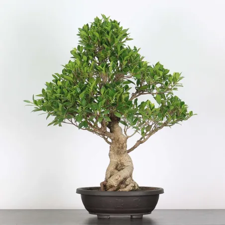 image supplémentaire - FICUS NITIDA FIN 2-6