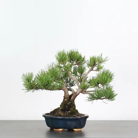 Mugo Bonsai Pine PM-1-14