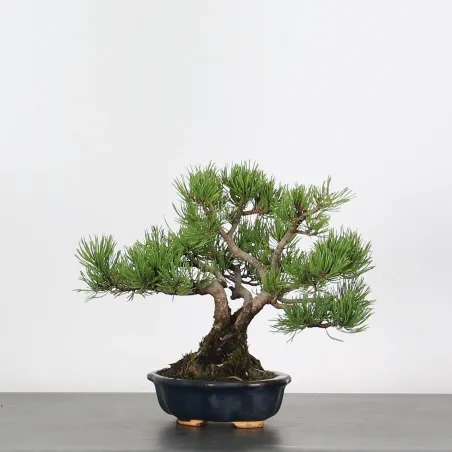 image supplémentaire - BONSAI PINUS MUGO 1-14