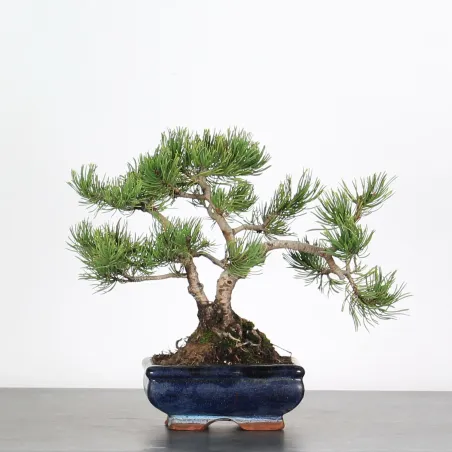 BONSAI PINUS MUGO 1-19