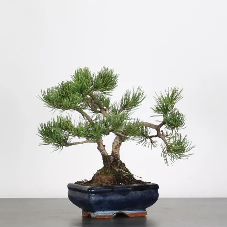 image supplémentaire - BONSAI PINUS MUGO 1-19