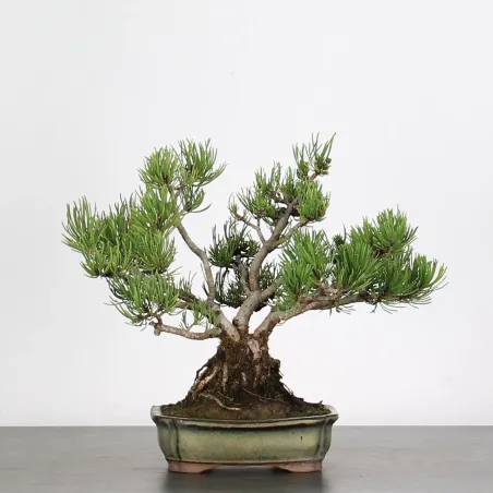 Pin mugo bonsai PM-1-2