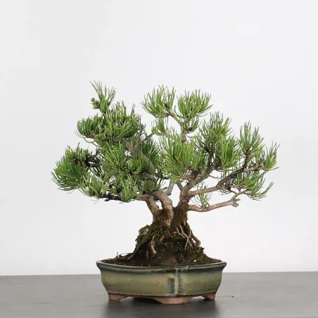 image supplémentaire - BONSAI PINUS MUGO 1-2