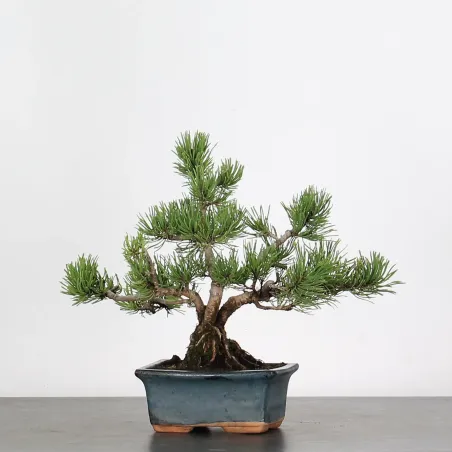 image supplémentaire - BONSAI PINUS MUGO 1-20