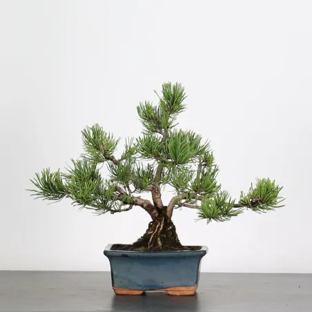 BONSAI PINUS MUGO 1-20