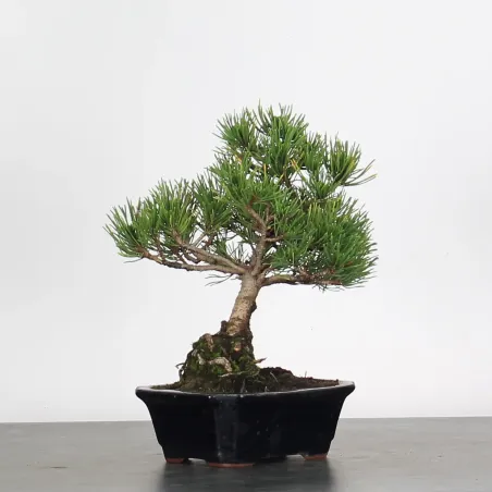 BONSAI PINUS MUGO 1-24