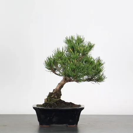 image supplémentaire - BONSAI PINUS MUGO 1-24