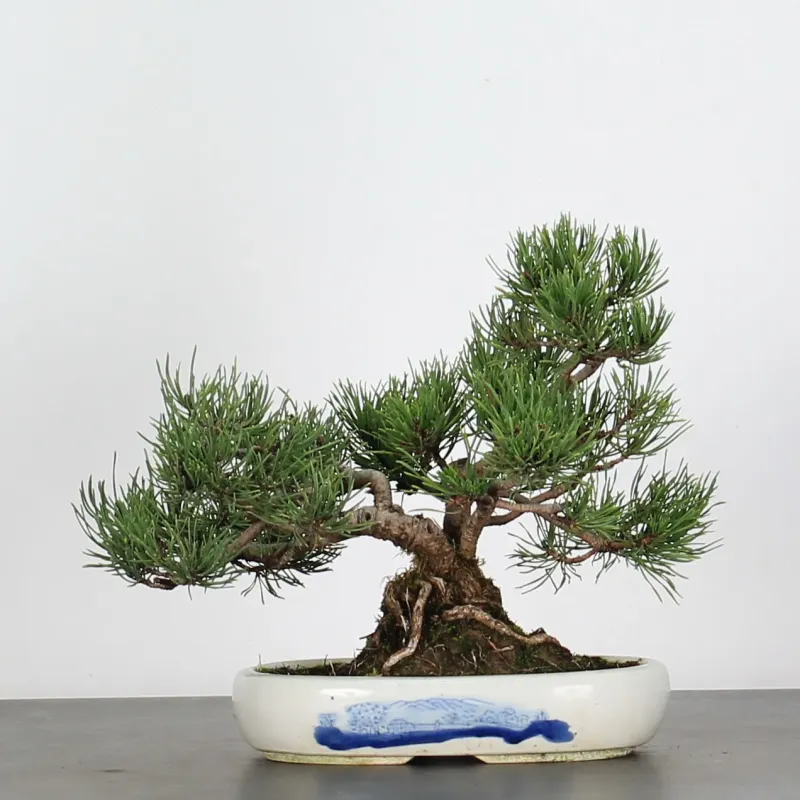 BONSAI PINUS MUGO 1-25