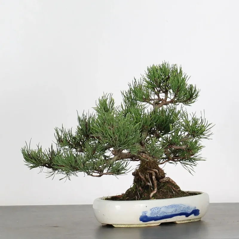 image supplémentaire - BONSAI PINUS MUGO 1-25