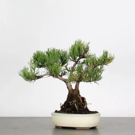 image supplémentaire - BONSAI PINUS MUGO 1-4