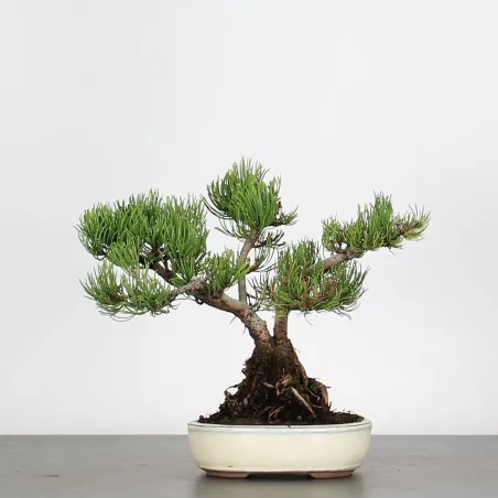 Pin mugo bonsai PM-1-4