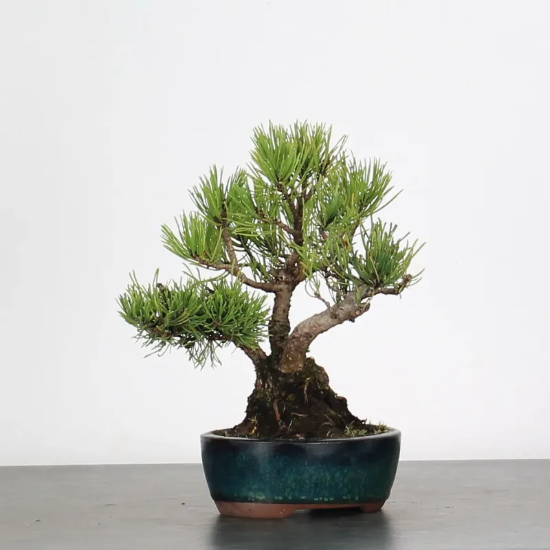 Mugo Bonsai Pine PM-1-5