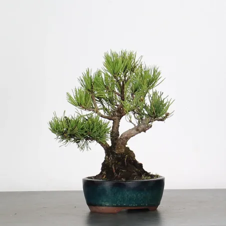 Pin mugo bonsai PM-1-5