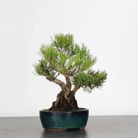 image supplémentaire - BONSAI PINUS MUGO 1-5