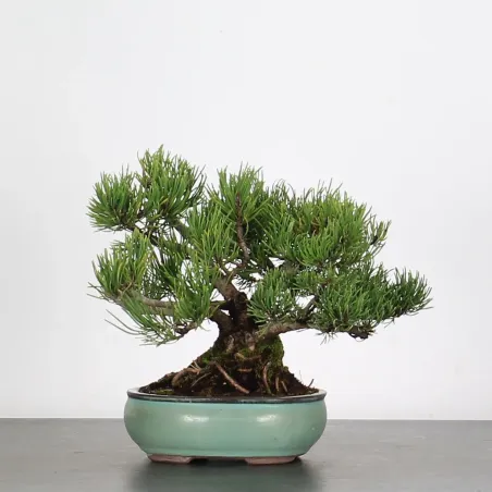 Mugo Bonsai Pine PM-1-6