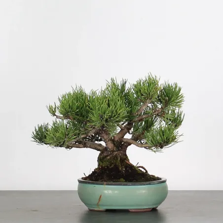 image supplémentaire - BONSAI PINUS MUGO 1-6