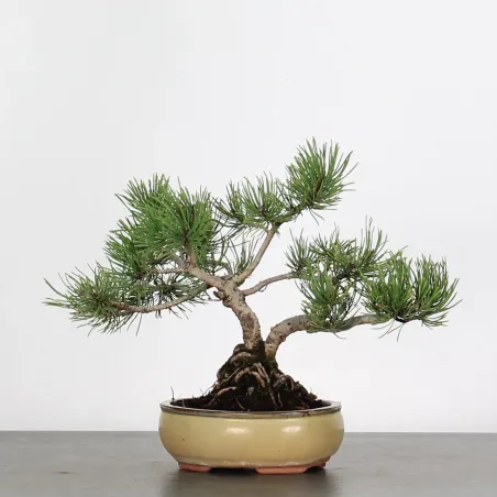 image supplémentaire - BONSAI PINUS MUGO 2-10